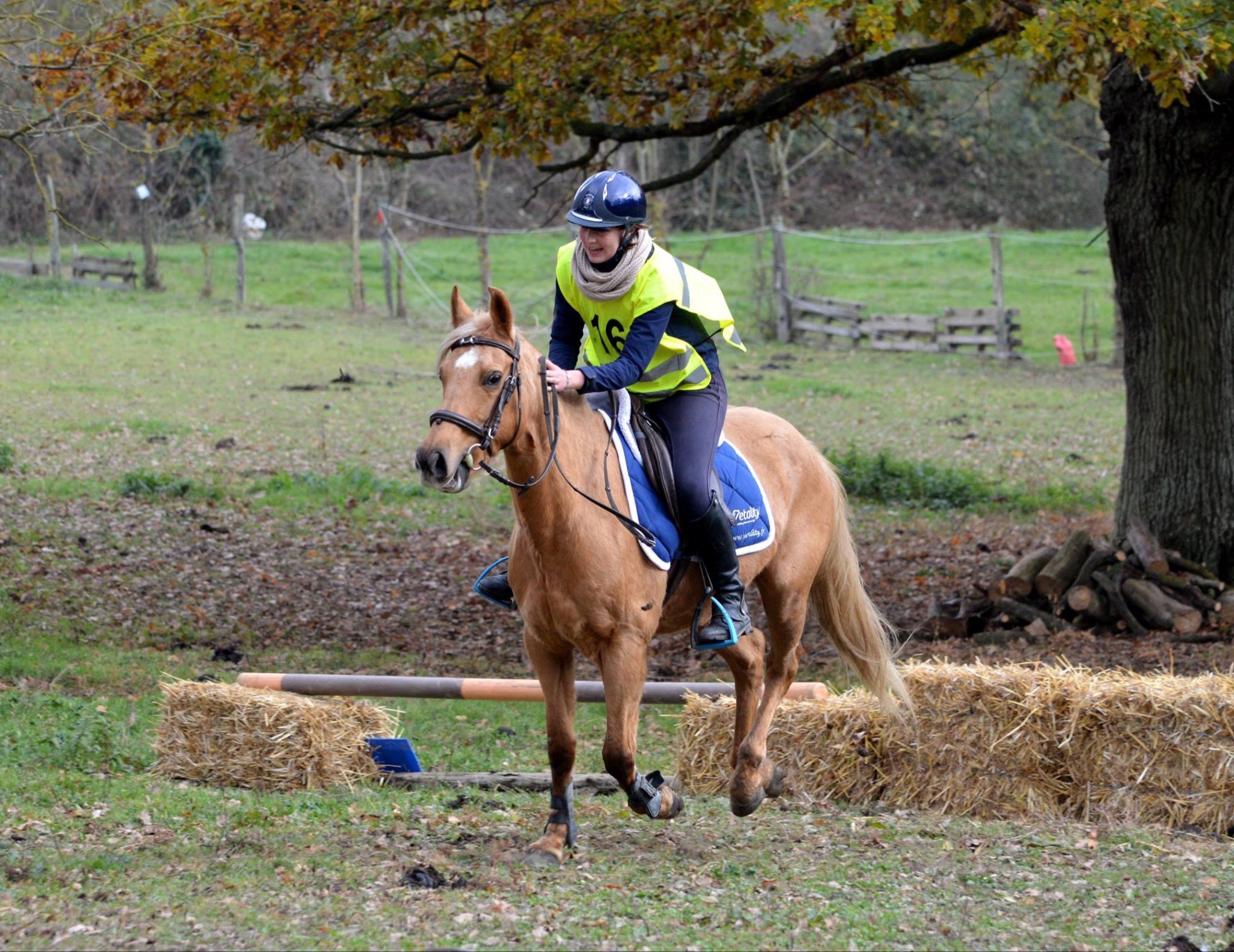 Image de MATINÉE REPRISE DE L'ÉQUITATION OU MONTE OCCASIONNELLE POUR ADULTES SACHANT TROTTER ET GALOPER